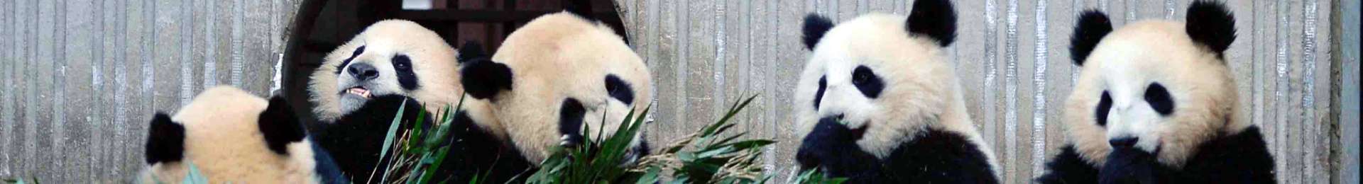 Pandas at Chengdu Panda Base