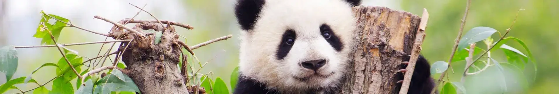 Chengdu Panda