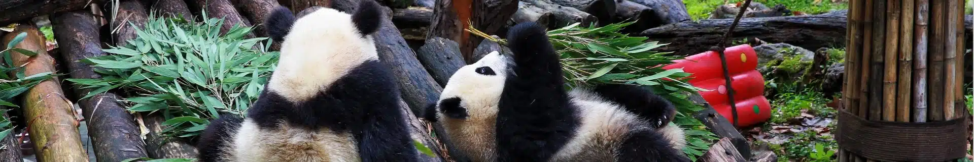 Chengdu Pandas