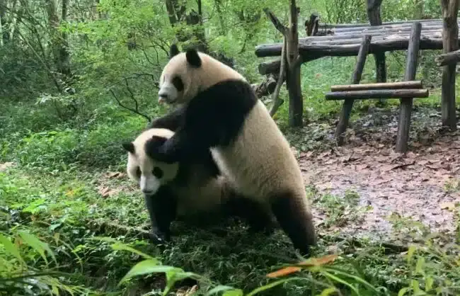 Pandas in Chengdu Research Base of Giant Panda Breeding