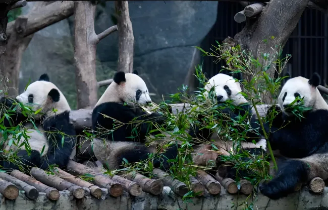 chongqing-zoo-pandas