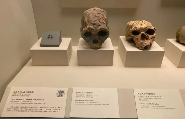 Fossils of early primitive humans in China - China Xian Tour: Private & Tailor-Made China Tours Fossils of early primitive humans in China