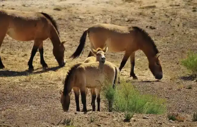 12 Days Xinjiang Silk Road Tour for Nature and Culture Tracing