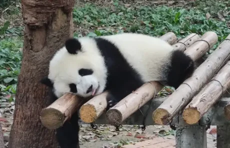 Private Chengdu tours to panda base