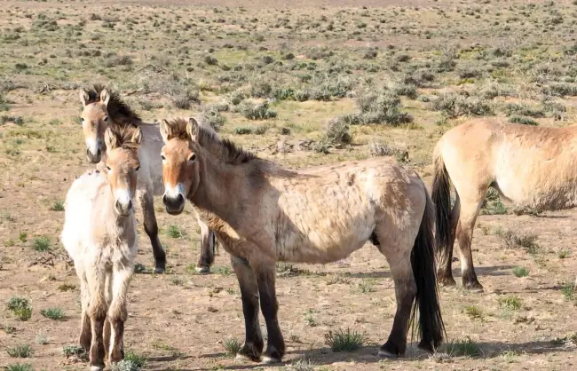 Xinjiang Kalamaili Nature Reserve